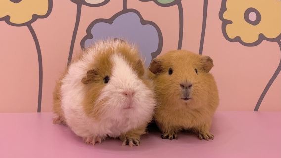 【原宿超可愛樂園Kyun-Kyun】原宿最受歡迎！和可愛的小動物們一起玩吧 大人小孩都能盡情享受的家庭同樂體驗