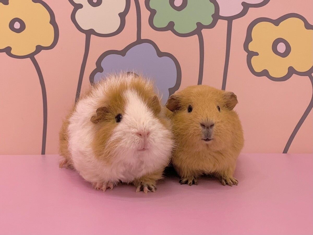 【原宿超可愛樂園Kyun-Kyun】原宿最受歡迎！和可愛的小動物們一起玩吧 大人小孩都能盡情享受的家庭同樂體驗