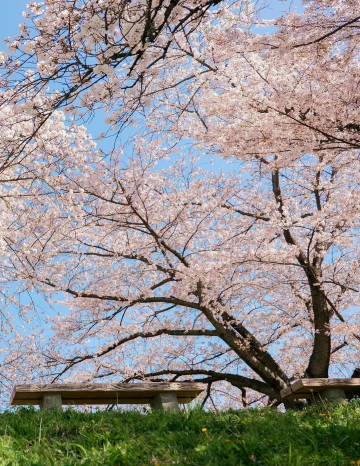 日本大阪+大阪城公園一日遊|櫻花|天守閣|四天王寺|心齋橋