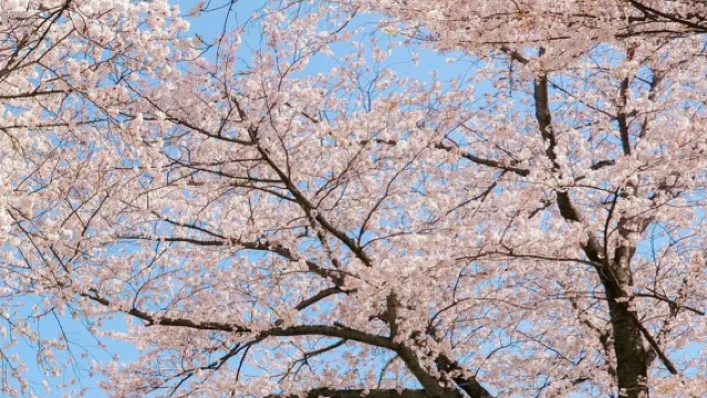 日本大阪+大阪城公園一日遊|櫻花|天守閣|四天王寺|心齋橋