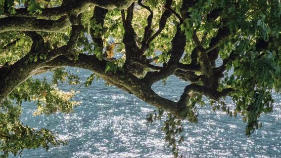 Pesona Lugano, Switzerland + Tasik Como | Pemandangan Indah Dua Negara | Sewaan Peribadi Lucerne dengan Pengangkutan Pintu ke Pintu