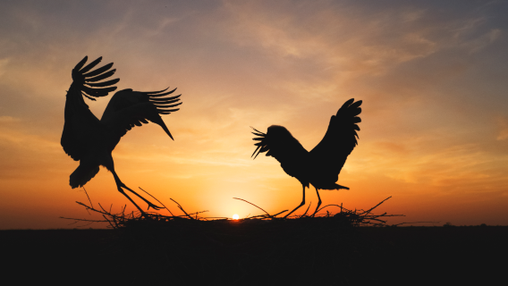 中華麋鹿園＋荷蘭花海＋丹頂鶴濕地生態旅遊區【鹽城出發】