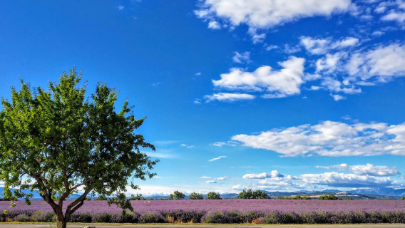 法國阿維尼翁-南法聞名小鎮石頭城-索村【中文專車-愜意舒適】