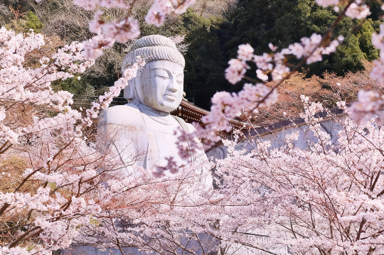 桜シーズン限定】吉野山の千本桜、壷阪寺と奈良公園の桜めぐりワンデー