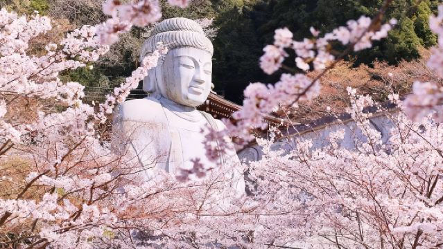 ทัวร์ 1 วัน ชมซากุระที่เมืองนาระ: เดินเล่นกับกวางเยี่ยมชมวัดโบราณและซากุระชื่อดัง (โยเฮอิ)