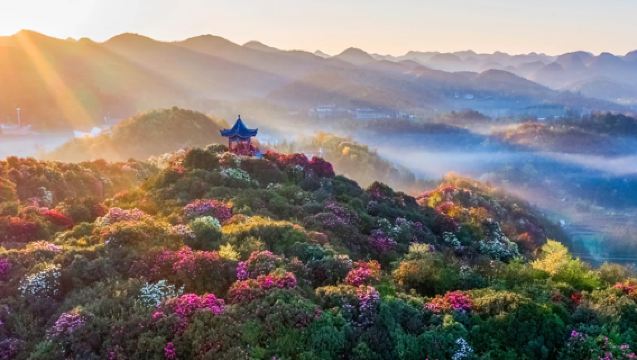 貴州畢節百里杜鵑一日遊（獨立包車/不趕早上門接送/純玩）