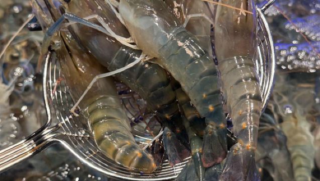 Chengdu Yongronghui Live Lobster Buffet | Unlimited Fresh Boston Lobster, Premium Seafood Buffet Feast (Multiple Branches Available)