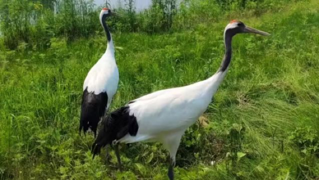 【2-8人小團】伊春五營國家森林公園+新青濕地一日遊