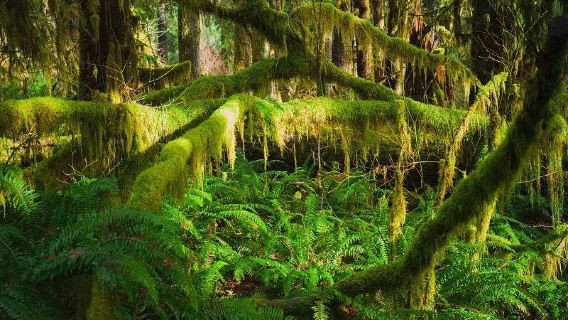 Golden list special: 1-day tour to Forks + Olympic National Park