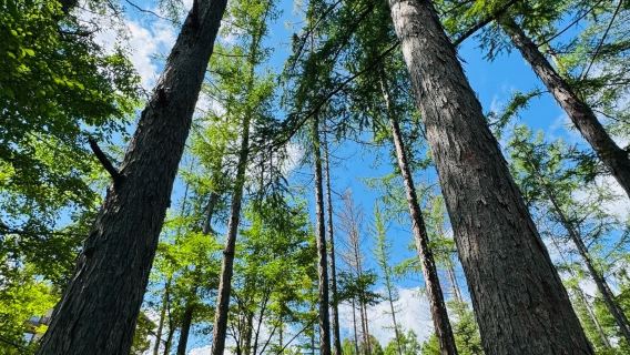 Perjalanan Satu Hari Lereng Barat Gunung Changbai dengan Pengalaman Imersif di Kolam Langit Panorama [Tur Privat Berangkat dari Erdao]