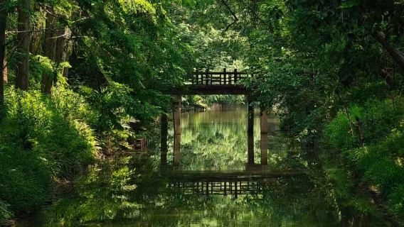 [Lawatan Sewa Peribadi dari Shanghai] Taman Geologi Negara Pulau Chongming + Taman Hutan Negara Dongping | Nikmati Pengalaman Tulen