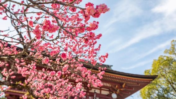 Fukuoka: Yufuin & Beppu Tour, Sapporo Brewery, AoT Museum