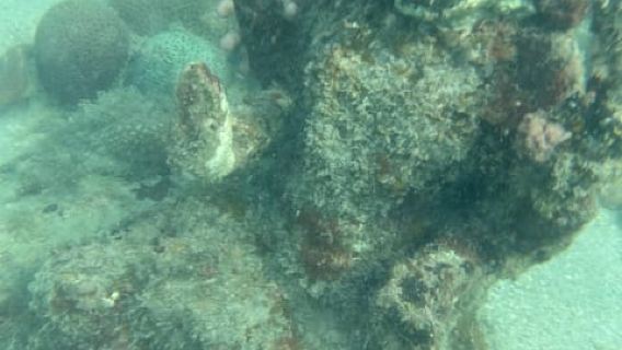 Jaffna Snorkeling Adventure: Explore Marine Wonders