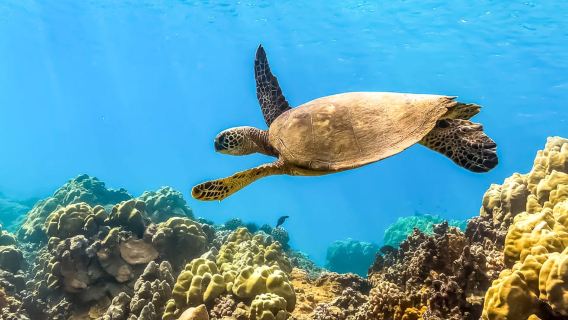 Maui: Eco-Friendly Molokini & Turtle Town Tour with Meals