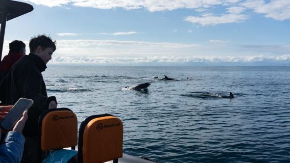 Basque Country : Whale and Dolphin Watching Boat Tours