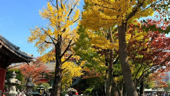 [IN Tokyo] Edo-style experience + god of fortune at Koami shrine + century-old taiyaki half-day stroll