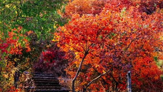 【坡峰嶺】含門票·國家地理推薦-6公里環形休閒景區