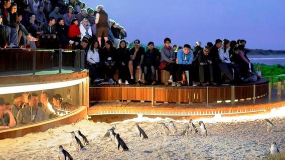Phillip IslandTours