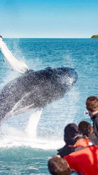 Whale Watching in Akureyri 2-3h (Speedboating/Classic Large Boat)