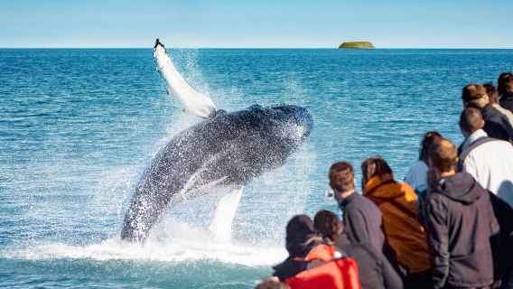 Melihat ikan paus Akureyri 2-3 jam (bot laju/bot besar klasik)