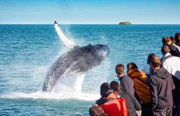阿克雷裏觀鯨2-3h（快艇/經典大船）