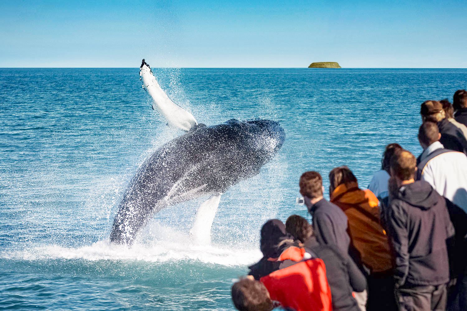 Whale Watching in Akureyri 2-3h (Speedboating/Classic Large Boat)