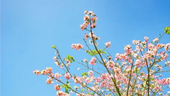 孫中山故居+景山公園+珠海漁女+圓明新園+情侶路一日遊@含票