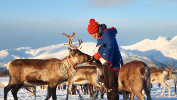 Expérience culturelle sami en Norvège à Tromsø : nourrir les rennes, traîneau et chasse aux aurores boréales