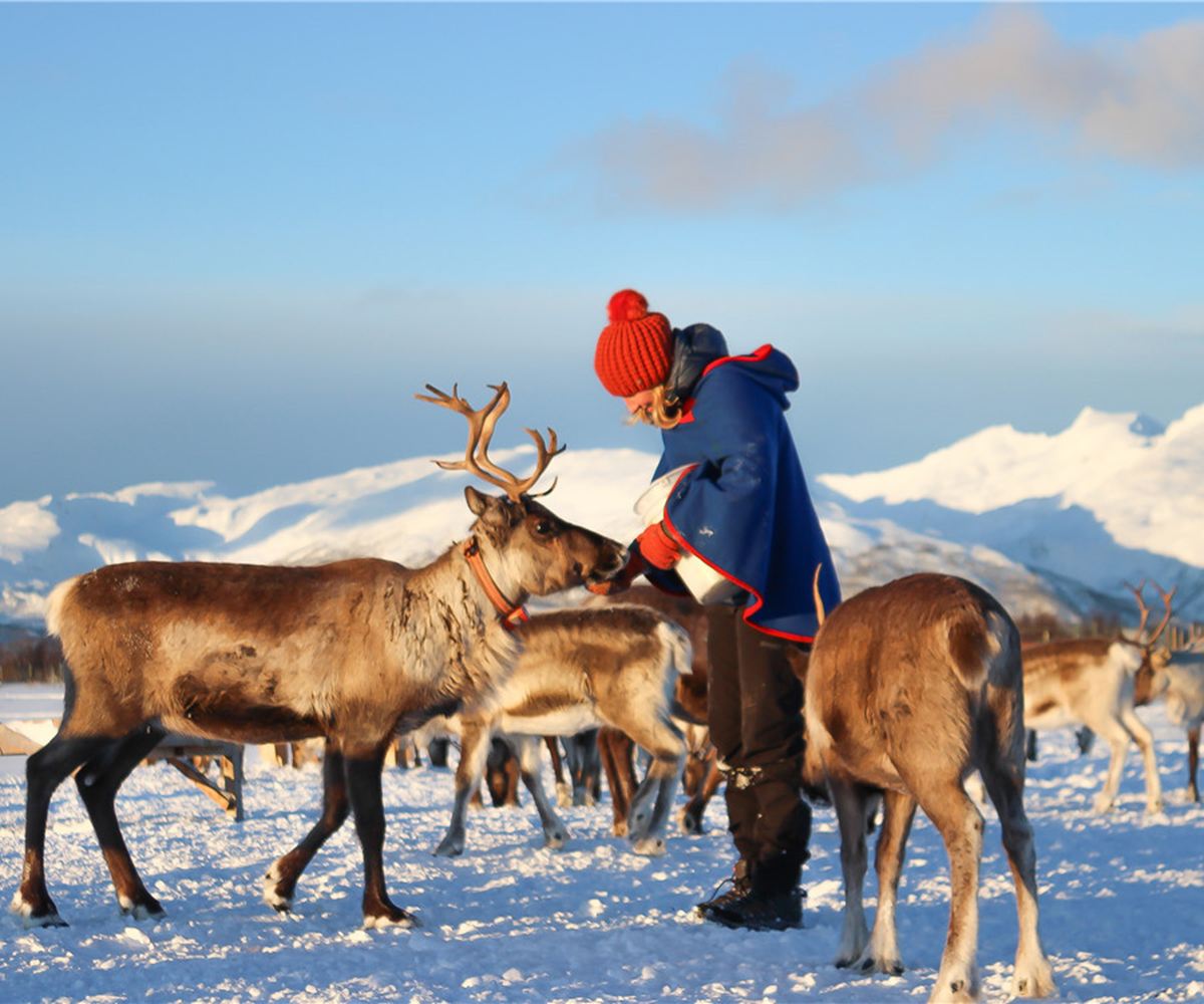 Norwegian Reindeer Sledding + Sami Culture Experience [Round-Trip from Tromso]