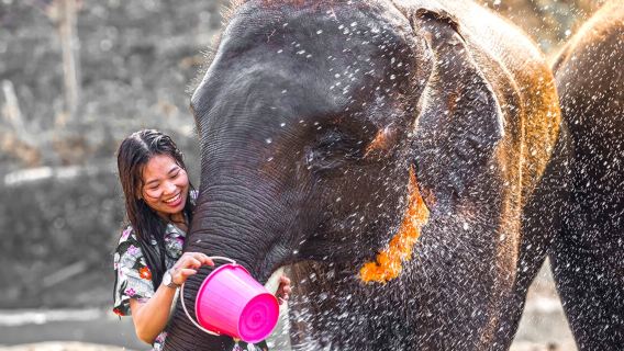 Phuket Khao Sok Elefantenschutzcamp