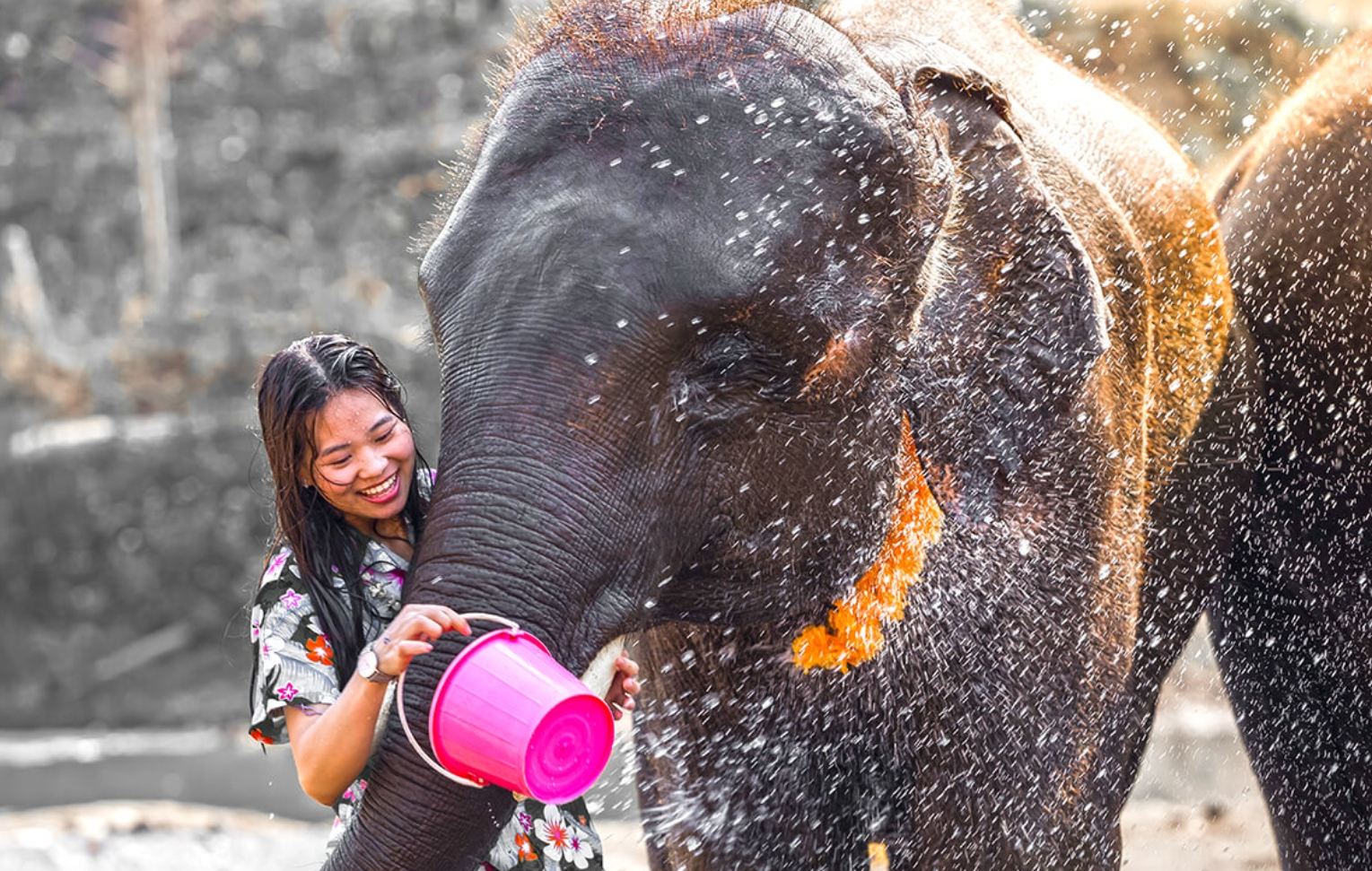 Phuket Khao Keaw Elephant Sanctuary