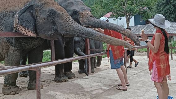 Chiang Mai Sticky Waterfall one-day tour
