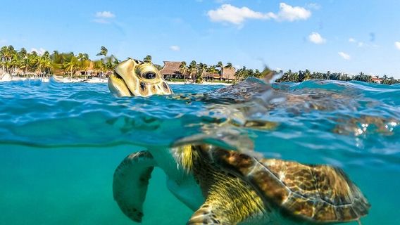 Playa del Carmen