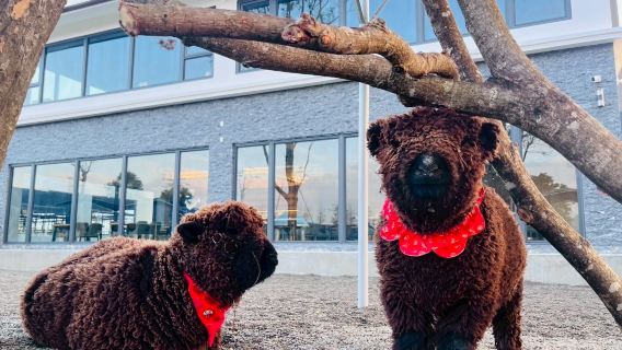 Zhang Mei Ama Farm&Lanyang Museum&Luodong Nightmarket Day Tour from Taipei