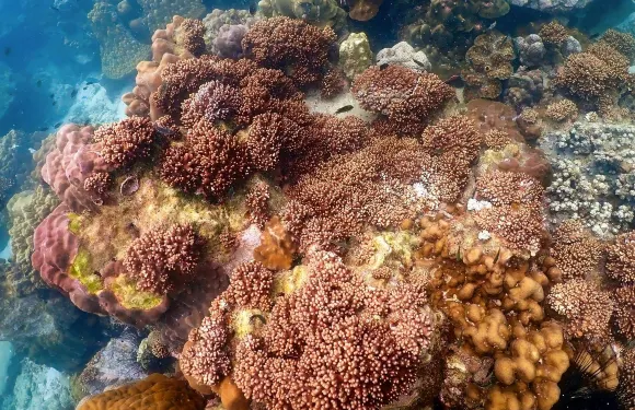 沙姆沙伊赫出發含午餐的紅海郵輪之旅前往拉斯穆罕默德