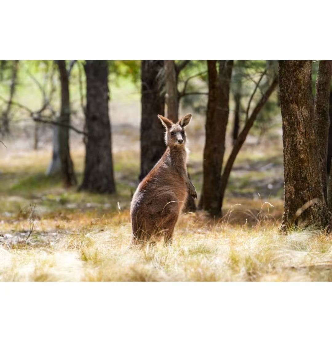 悉尼—坎培拉包車一日遊【行程可調//中文司導】