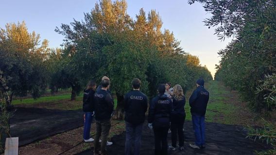 Granada di EVOO: Lawatan berpandu kebun zaitun dan rasa deria