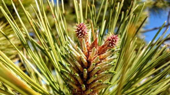 Bryce: Geführte Sightseeing-Tour durch den Bryce-Canyon-Nationalpark
