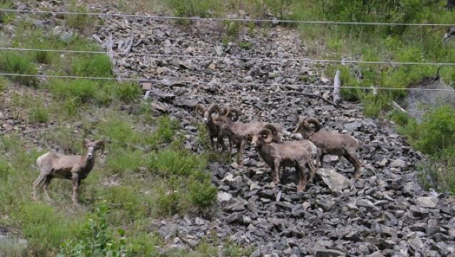 Gardiner: Galleggiata panoramica in raft sul fiume Yellowstone
