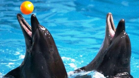Dubai: Tickets für Delfin-, Robben- & Vogelshow im Dubai Dolphinarium