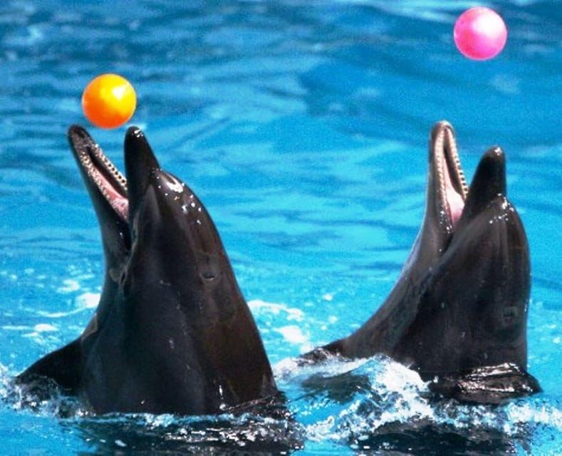 Dubai: Dubai Dolphinarium Dolphin, Seal & Bird Show Tickets