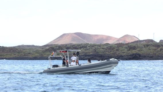 Tenerife: tour in barca per l'osservazione delle balene con un biologo marino