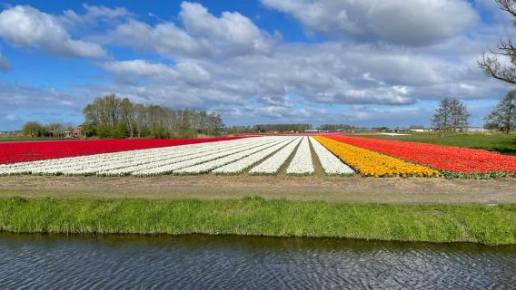 Keukenhof: Recorrido cultural en bicicleta para grupos pequeños por los campos de flores