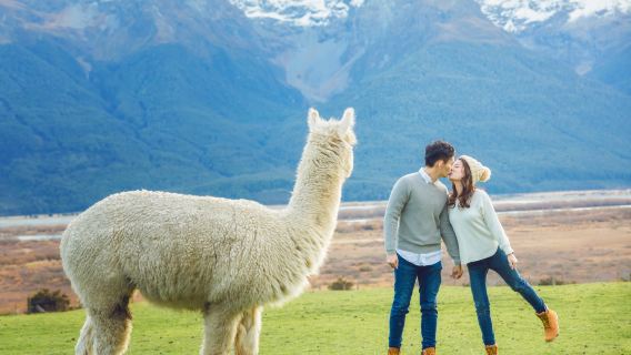 來回阿卡羅阿-觀海豚+羊駝農場一日遊【小團出行,中文司導】