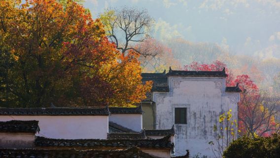 黃山黟縣奇墅湖+塔川+宏村景區包車一日遊【屯溪市區黃山北站上門接駁】