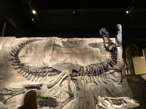 加拿大卡爾加里皇家泰瑞爾博物館一日遊【恐龍探秘，化石奇觀】