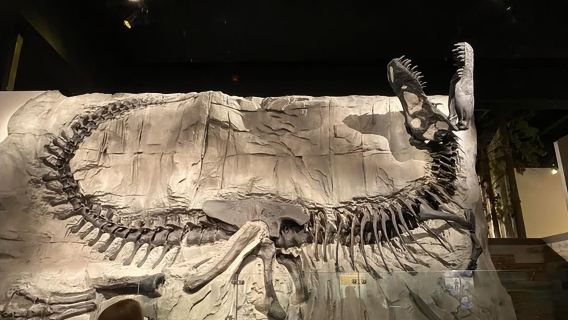 加拿大卡爾加里皇家泰瑞爾博物館一日遊【恐龍探秘，化石奇觀】