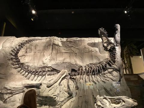 加拿大卡爾加里皇家泰瑞爾博物館一日遊【恐龍探秘，化石奇觀】