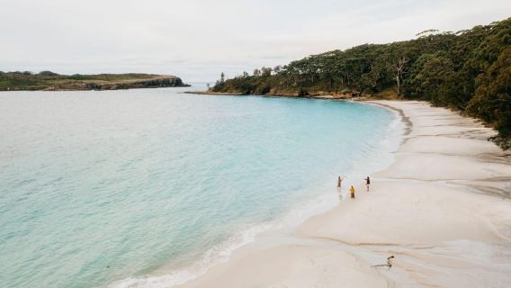 Từ Sydney: Tour Vịnh Jervis với Bãi biển, Gấu túi và Chuột túi