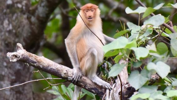 Excursion écologique dans la mangrove de Kawa à Kota Kinabalu : Nasiques et lucioles - Collation et dîner inclus